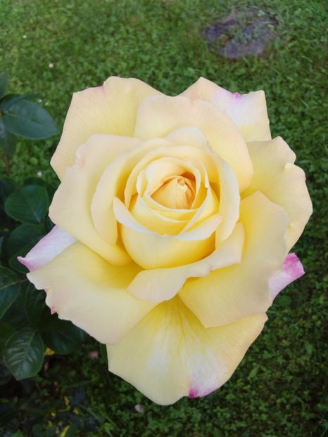  - TRANDAFIRI 2017_2018