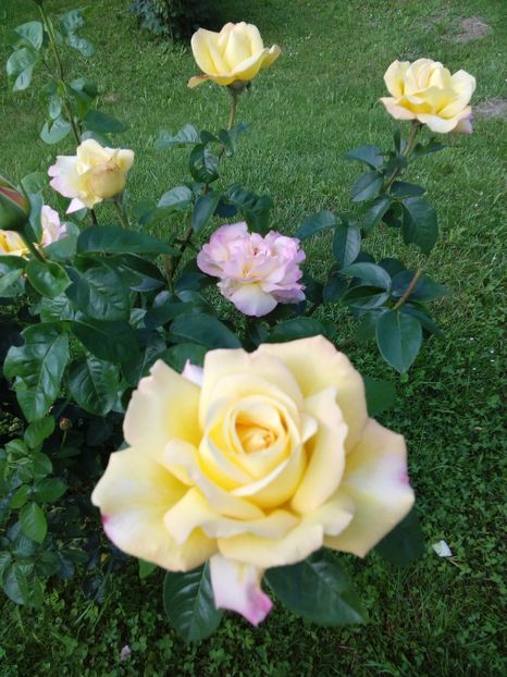  - TRANDAFIRI 2017_2018