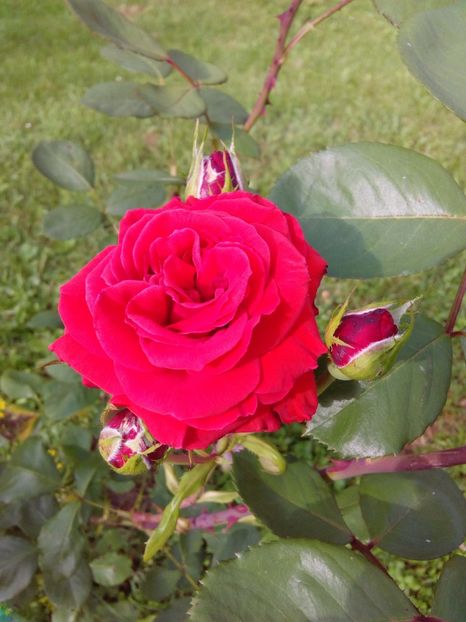  - TRANDAFIRI 2017_2018