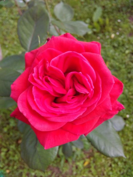  - TRANDAFIRI 2017_2018