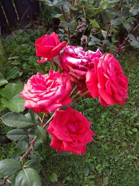  - TRANDAFIRI 2017_2018