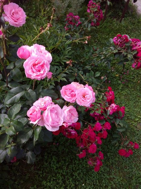  - TRANDAFIRI 2017_2018