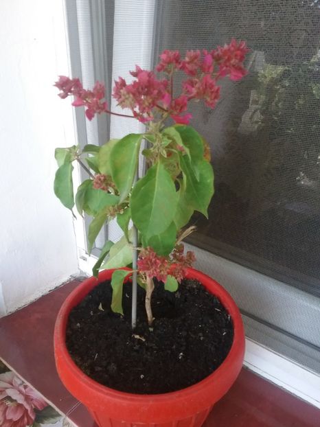  - Bougainvillea