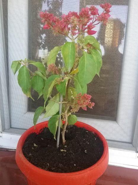  - Bougainvillea