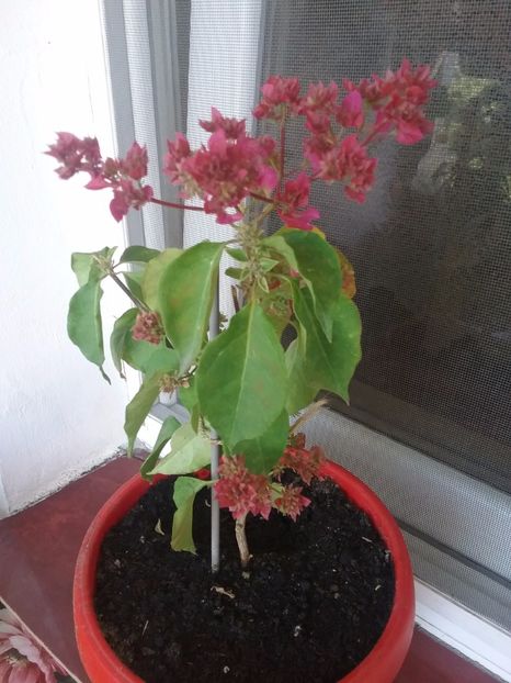  - Bougainvillea