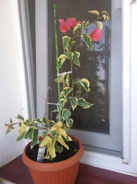  - Bougainvillea