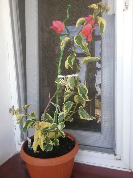  - Bougainvillea