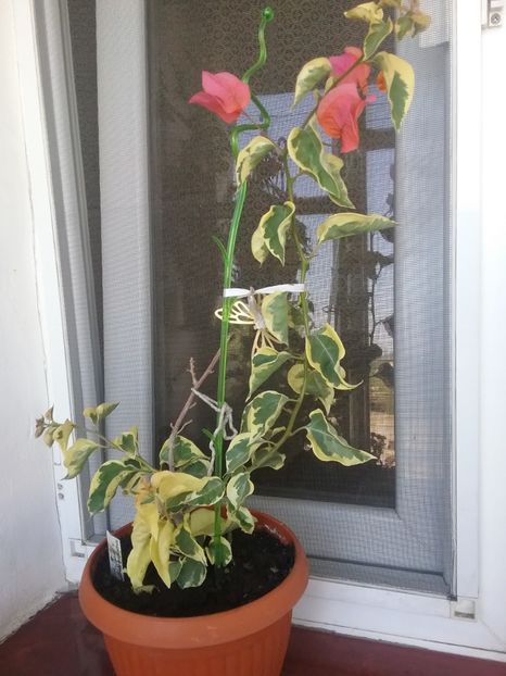  - Bougainvillea
