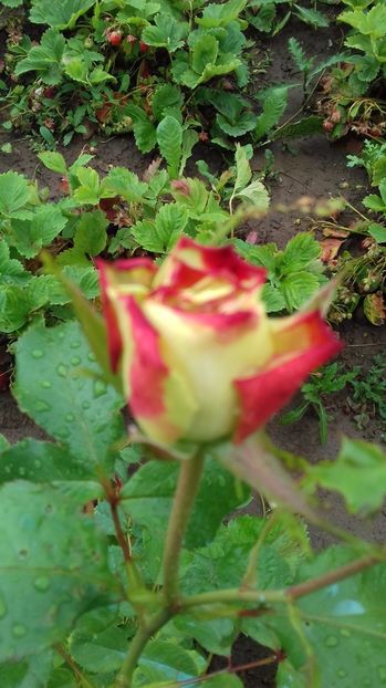  - Trandafiri-2 anul 2017