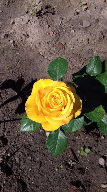  - Trandafiri-2 anul 2017