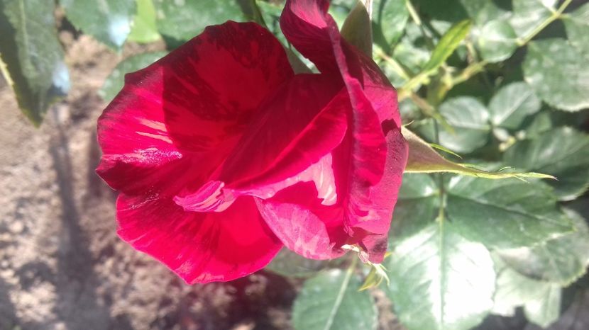  - Trandafiri-2 anul 2017