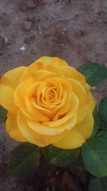  - Trandafiri-2 anul 2017