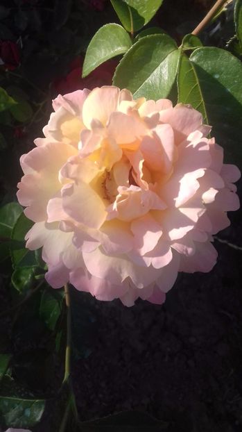  - Trandafiri-2 anul 2017