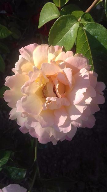  - Trandafiri-2 anul 2017