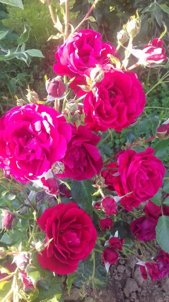  - Trandafiri-2 anul 2017