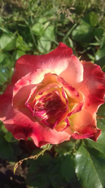  - Trandafiri-2 anul 2017