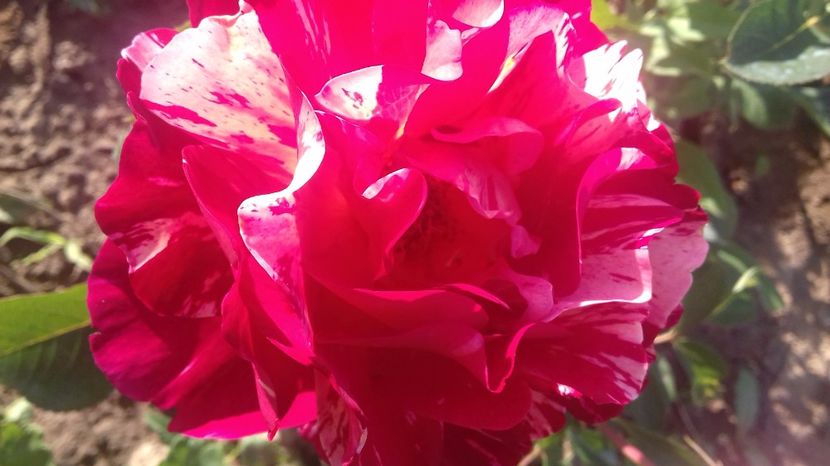  - Trandafiri-2 anul 2017