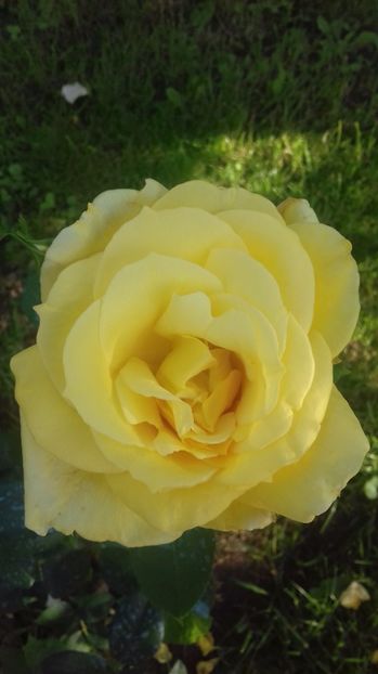  - Trandafiri-2 anul 2017