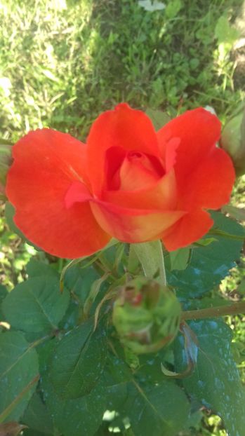  - Trandafiri-2 anul 2017