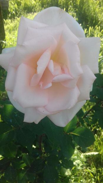  - Trandafiri-2 anul 2017