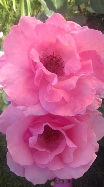  - Trandafiri-2 anul 2017