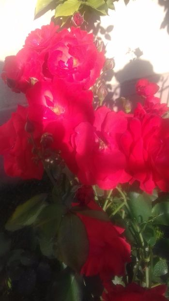  - Trandafiri-2 anul 2017