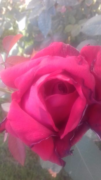  - Trandafiri-2 anul 2017