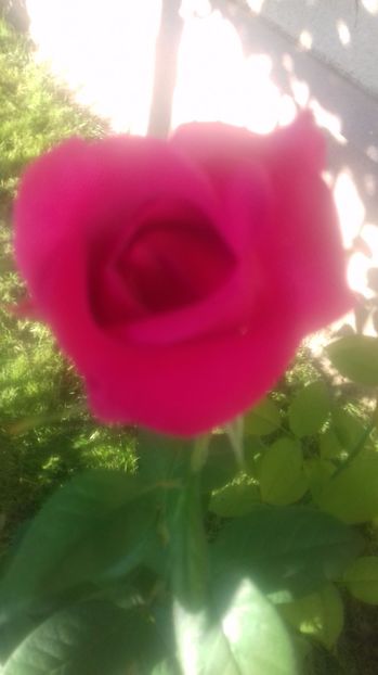  - Trandafiri-2 anul 2017