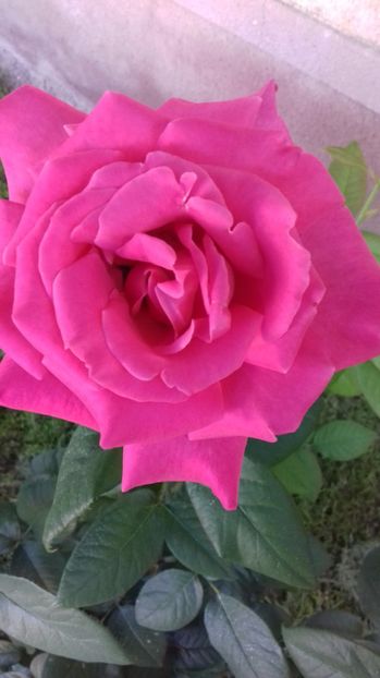  - Trandafiri-2 anul 2017