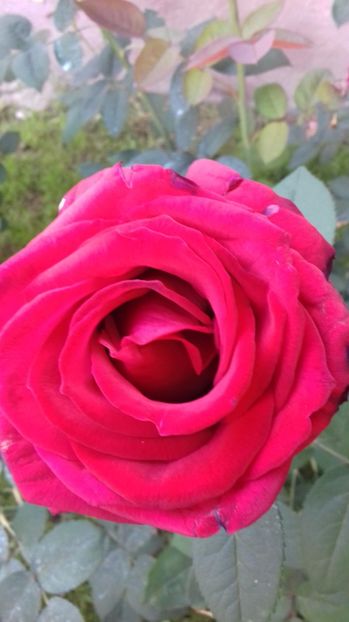  - Trandafiri-2 anul 2017