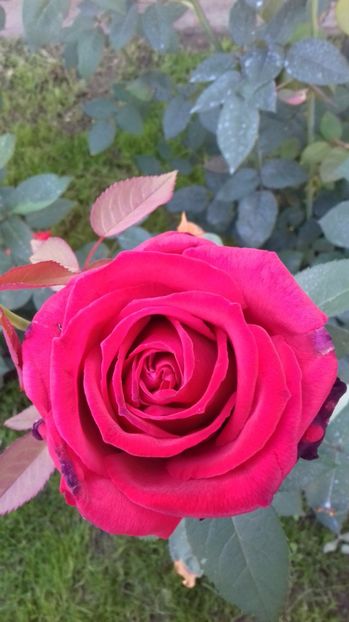  - Trandafiri-2 anul 2017