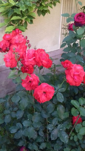  - Trandafiri-2 anul 2017