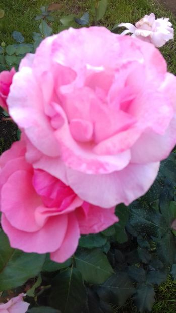  - Trandafiri-2 anul 2017