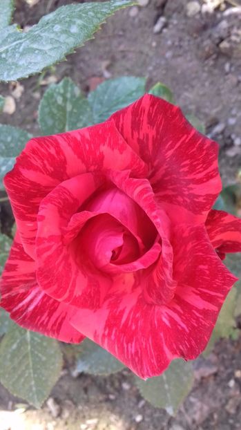  - Trandafiri-2 anul 2017