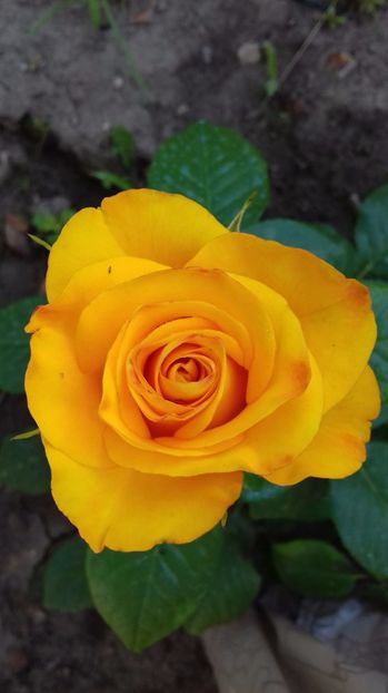  - Trandafiri-2 anul 2017