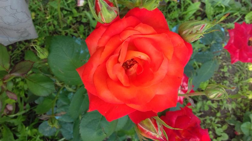  - Trandafiri-2 anul 2017