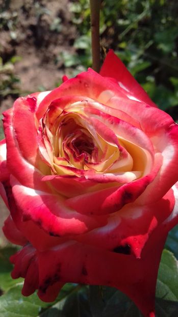  - Trandafiri-2 anul 2017