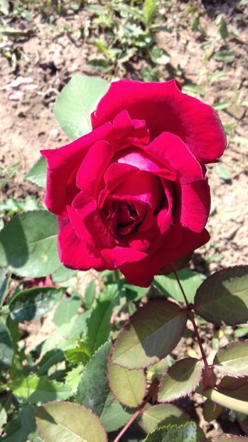  - Trandafiri-2 anul 2017