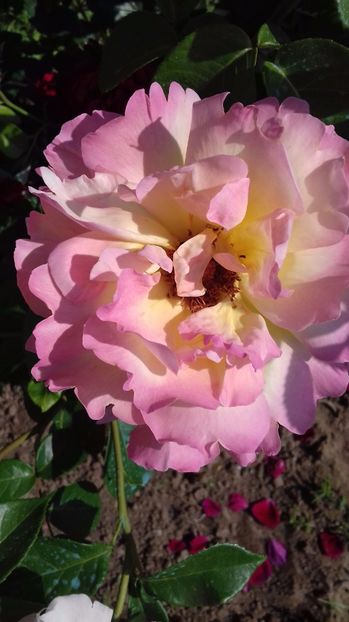  - Trandafiri-2 anul 2017