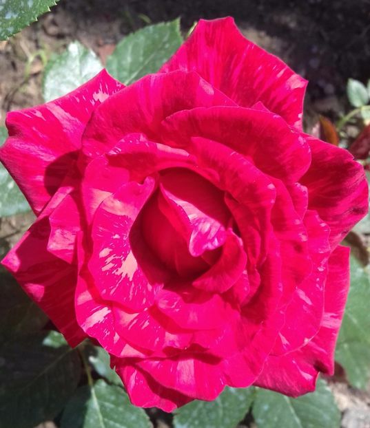 20170613_155658-1 - Trandafiri-2 anul 2017