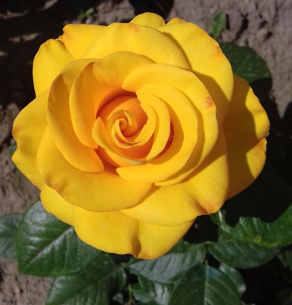 20170613_155726-1 - Trandafiri-2 anul 2017