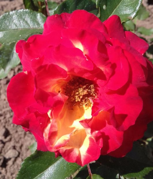 20170613_155912-1 - Trandafiri-2 anul 2017