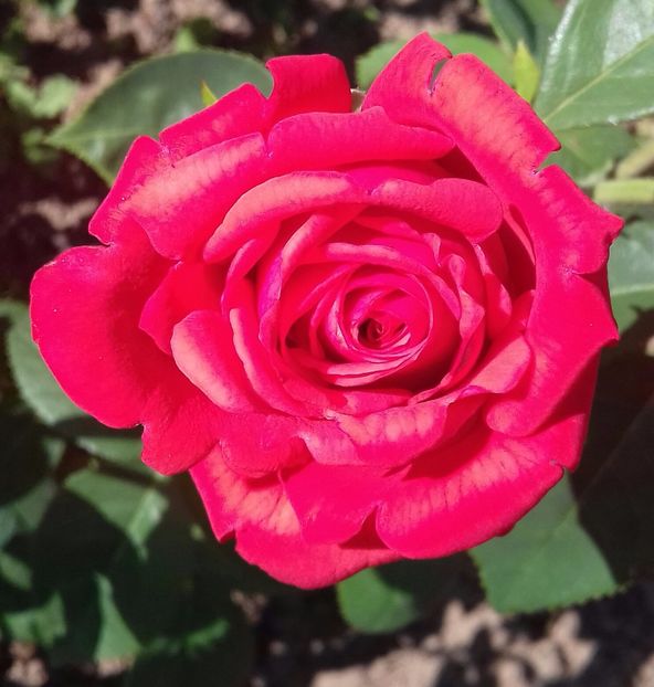 20170613_155924-1 - Trandafiri-2 anul 2017