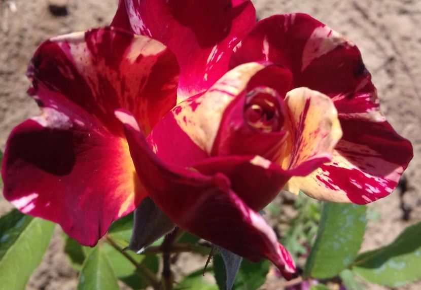 20170613_160039-1 - Trandafiri-2 anul 2017