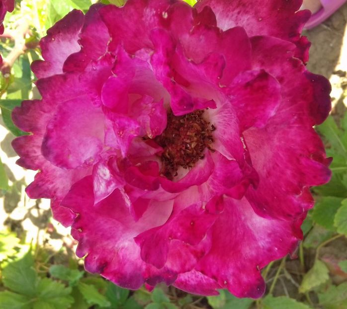 20170613_160351-1 - Trandafiri-2 anul 2017