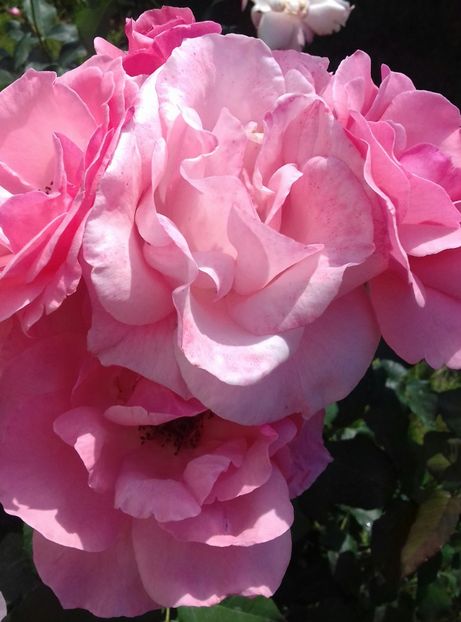 20170613_160635-1 - Trandafiri-2 anul 2017