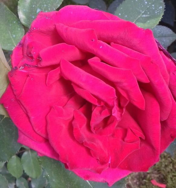 20170613_160709-1 - Trandafiri-2 anul 2017