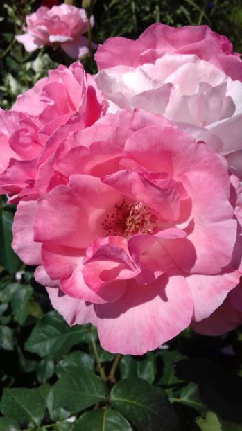  - Trandafiri-2 anul 2017