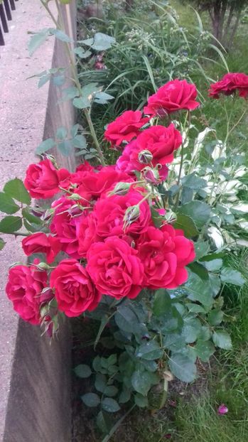  - Trandafiri-2 anul 2017