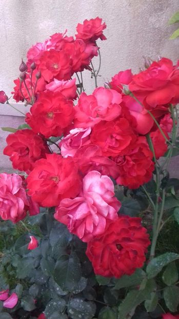  - Trandafiri-2 anul 2017